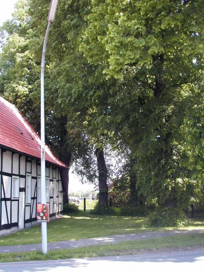 Bild 2 von 5 Linden an der alten Kapelle im Ortsteil Lippling